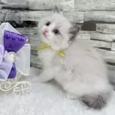 ラグドール【茨城県・女の子・2025年7月15日・ブルーポイントバイカラー】の写真5