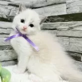 ラグドール【茨城県・女の子・2025年7月19日・ブルーポイントバイカラー】の写真5