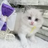 ラグドール【茨城県・女の子・2025年7月15日・ブルーポイントバイカラー】の写真6