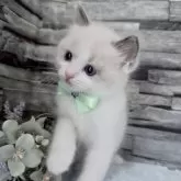 ラグドール【茨城県・男の子・2025年10月6日・ブルーポイントバイカラー】の写真6