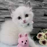 ラグドール【茨城県・女の子・2025年10月6日・ブルーポイントバイカラー】の写真7