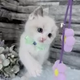 ラグドール【茨城県・男の子・2025年10月6日・ブルーポイントバイカラー】の写真7