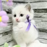 ラグドール【茨城県・女の子・2025年7月19日・ブルーポイントバイカラー】の写真7