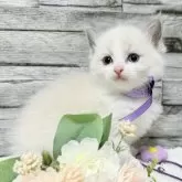 ラグドール【茨城県・女の子・2025年7月19日・ブルーポイントバイカラー】の写真9