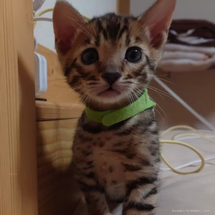 ID:2405-00951の子猫