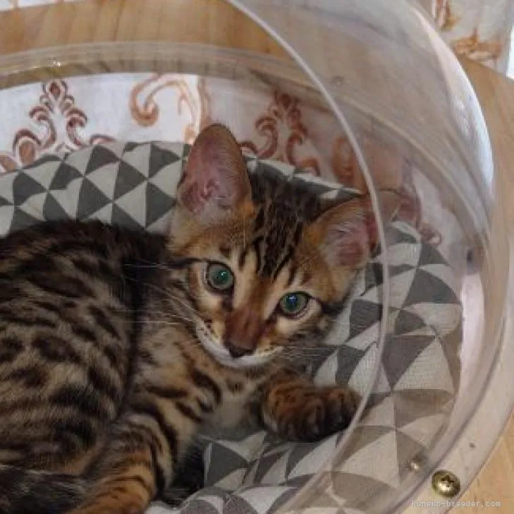 ID:2302-01376の子猫