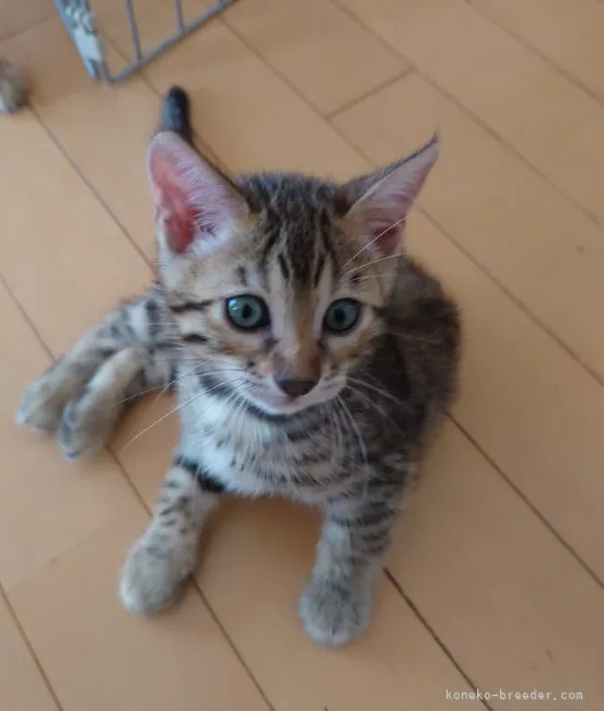 ID：2209-02363の子猫