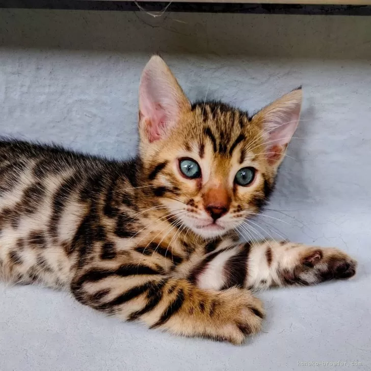 T.I 様のお迎えした子猫