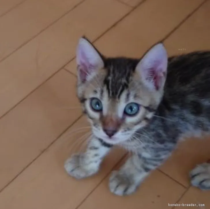 ゆずぽん 様のお迎えした子猫