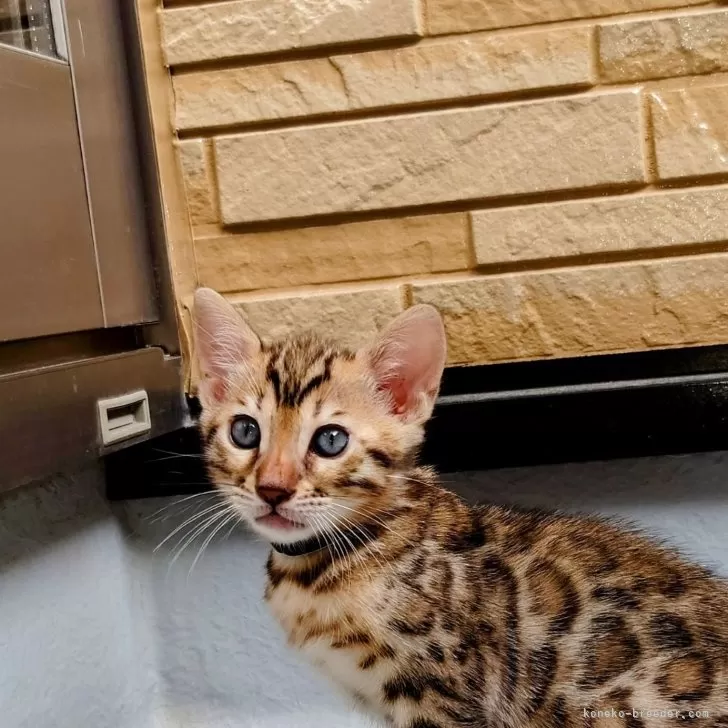 ID:2407-03242の子猫