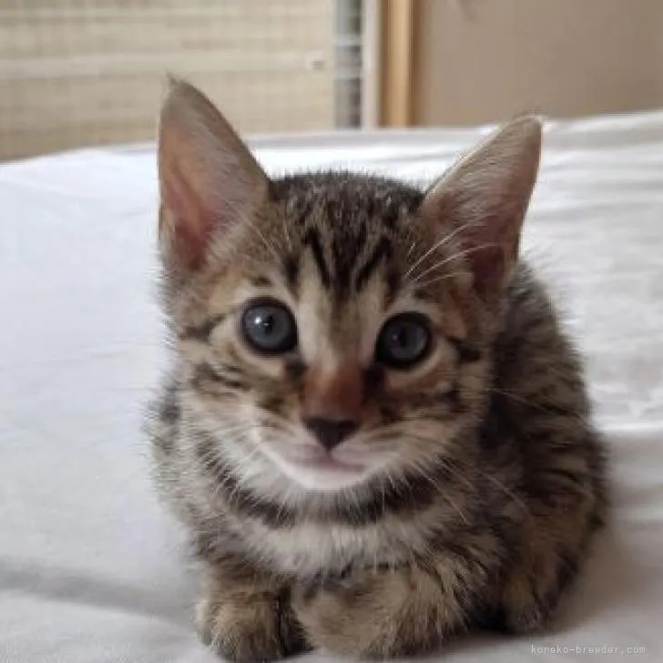 ID：2209-02182の子猫