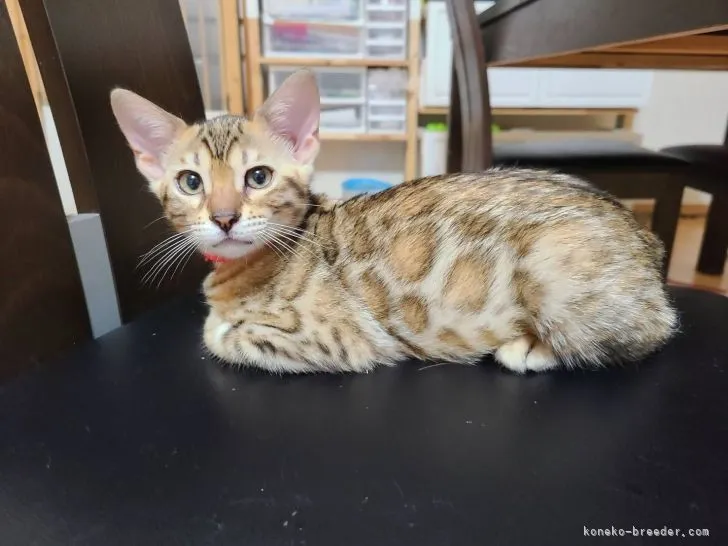 ちーちゃんさびちゃん 様のお迎えした子猫