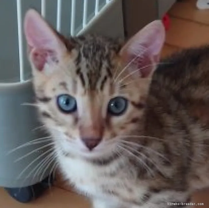 ID:2309-02352の子猫