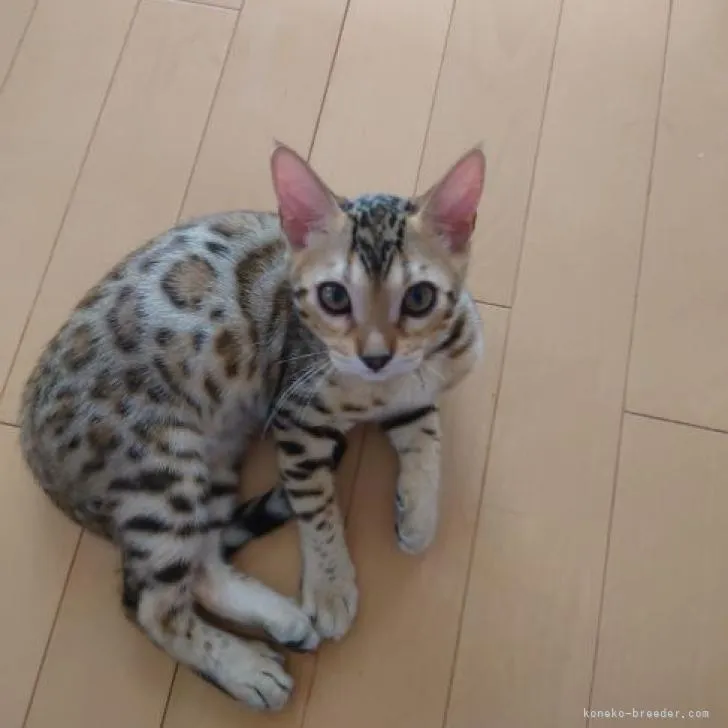 ID:2206-03476の子猫