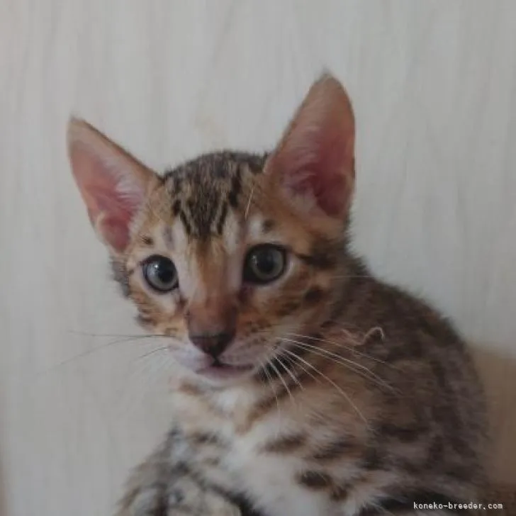 ID:2209-02187の子猫