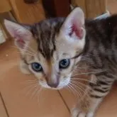 ベンガル【長野県・女の子・2023年7月4日・ブラウンスポテッドタビー(ドーナツロゼット)】の写真1