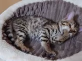 ベンガル【長野県・女の子・2024年3月10日・ブラウンスポテッドタビー(ドーナツロゼット)】の写真2