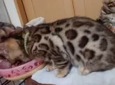 ベンガル【長野県・男の子・2024年3月10日・ブラウンスポテッドタビー(ドーナツロゼット)】の写真2