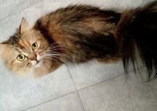 サイベリアン【・女の子・2024年2月14日・ブラウンタビー】