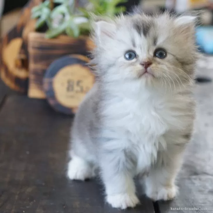 ID：2510-02733の子猫