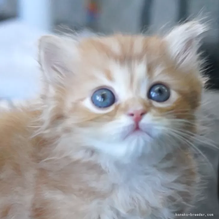 ID：2508-01502の子猫