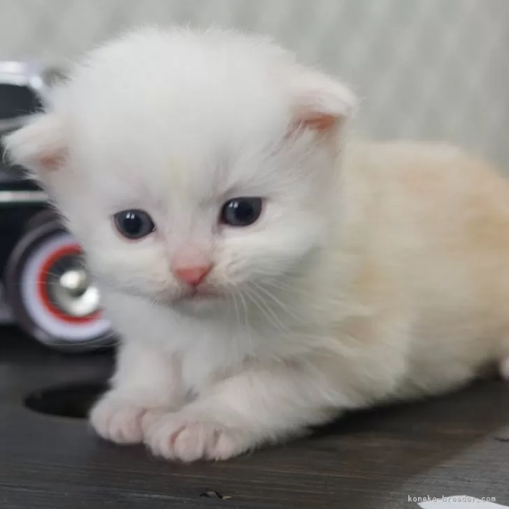ID:2503-00953の子猫