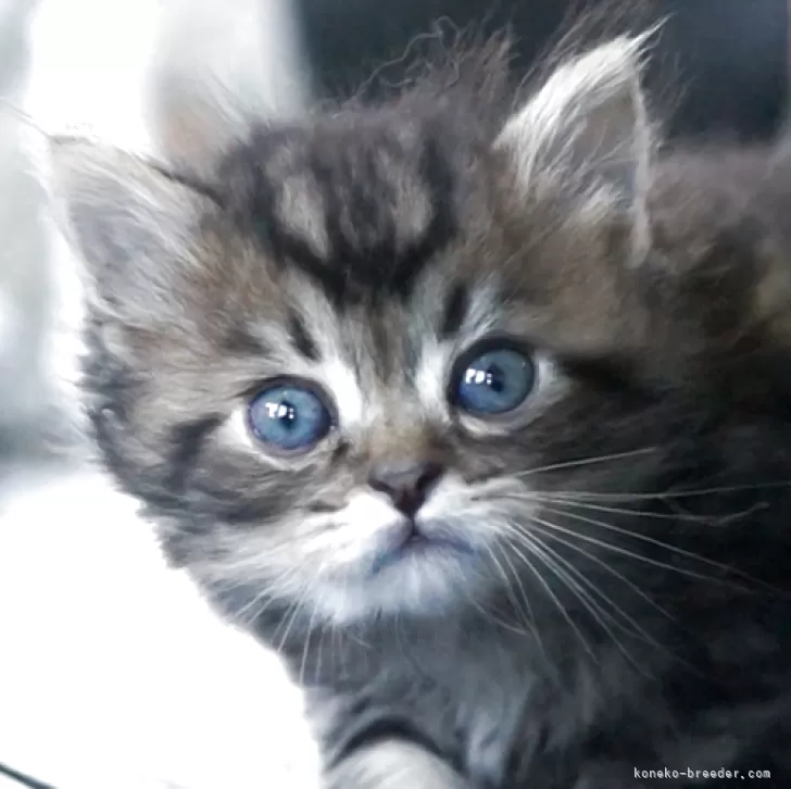 ID：2508-01519の子猫