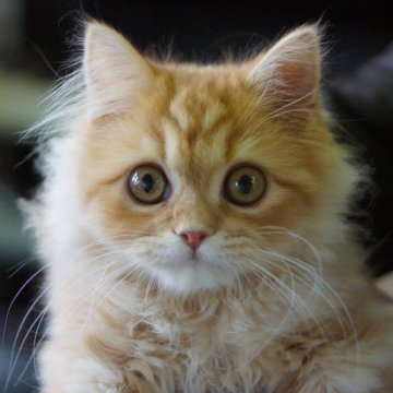 サイベリアン【福岡県・男の子・2025年7月8日・レッドタビー&ホワイト】の写真「大人しくてゴロゴロいいます(^^)」