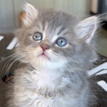 サイベリアン【福岡県・男の子・2025年6月21日・ブルータビー】の写真「ブルーのイケメン君で、食欲旺盛です。」