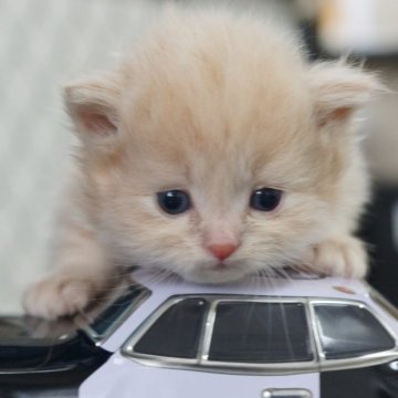 サイベリアン【福岡県・男の子・2025年2月16日・クリームタビー】の写真「希少なクリーム系の猫ちゃんです。」