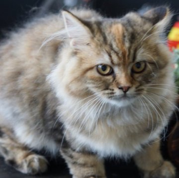 サイベリアン【福岡県・女の子・2025年6月21日・ブラウンパッチドタビー&ホワイト】の写真「小顔で目が大きくてかわいい子です。好奇心旺盛！」