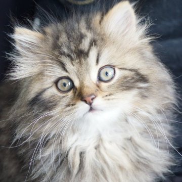 サイベリアン【福岡県・男の子・2025年2月12日・ブラウンタビー】の写真「元気がよくて活発な男の子です」