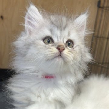 サイベリアン【福岡県・女の子・2025年9月23日・シルバータビー&ホワイト】の写真「かわいらしい双子の女の子」