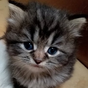 サイベリアン【福岡県・男の子・2025年2月16日・ブラックスモーク】の写真「カッコいいスモークタビーです。」