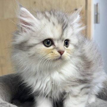 サイベリアン【福岡県・女の子・2025年9月23日・ブルータビー&ホワイト】の写真「タレ目でめちゃめちゃかわいい女の子」