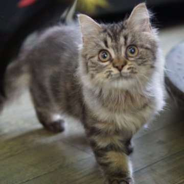 サイベリアン【福岡県・男の子・2025年7月8日・ブラウンタビー&ホワイト】の写真「人懐こい男の子です」