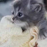 サイベリアン【福岡県・男の子・2025年2月12日・ブルータビー】の写真7