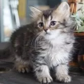 サイベリアン【福岡県・男の子・2025年7月27日・ブラウンタビー&ホワイト】の写真6