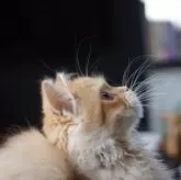 サイベリアン【福岡県・男の子・2025年7月8日・レッドタビー&ホワイト】の写真4