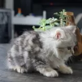 サイベリアン【福岡県・男の子・2025年7月26日・ブルータビー】の写真4