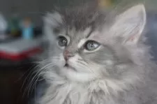 サイベリアン【福岡県・男の子・2025年2月12日・ブルータビー】の写真3