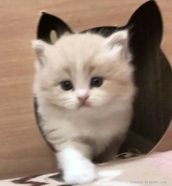 ID:2203-00910の子猫