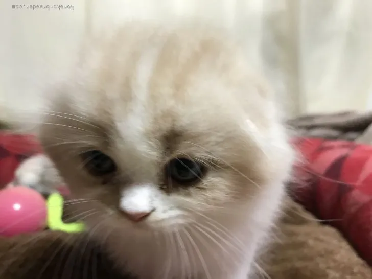 ID:2010-01168の子猫