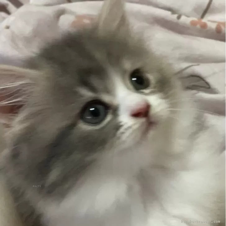 ID:2407-00106の子猫