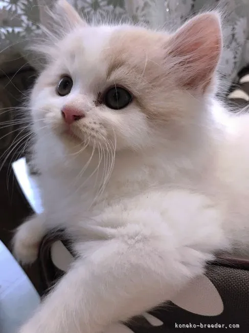 ID:2110-01151の子猫
