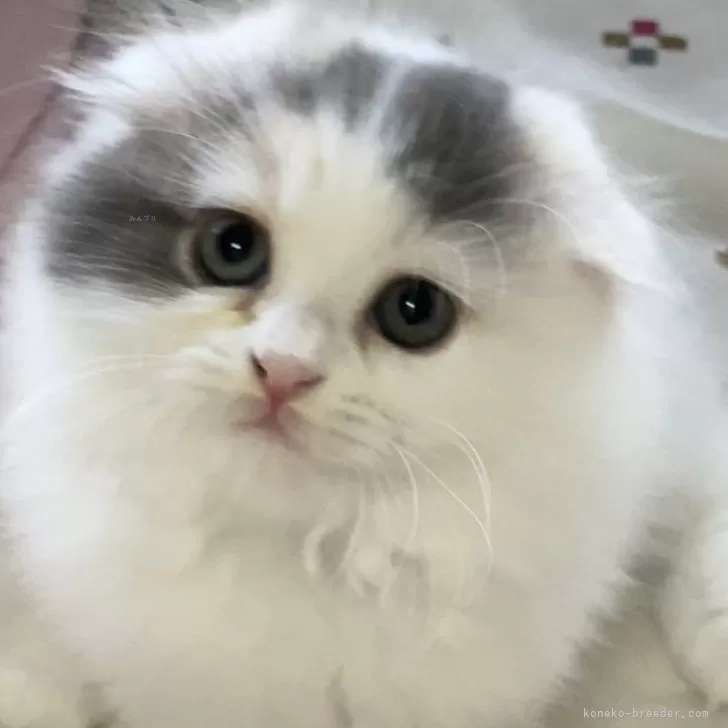 ID:2409-02106の子猫