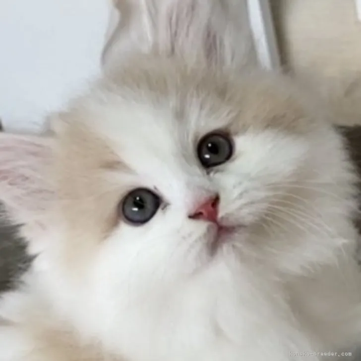 ID：2304-01102の子猫