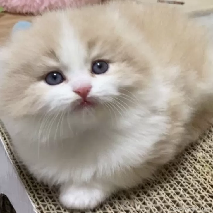 ID:2404-00189の子猫