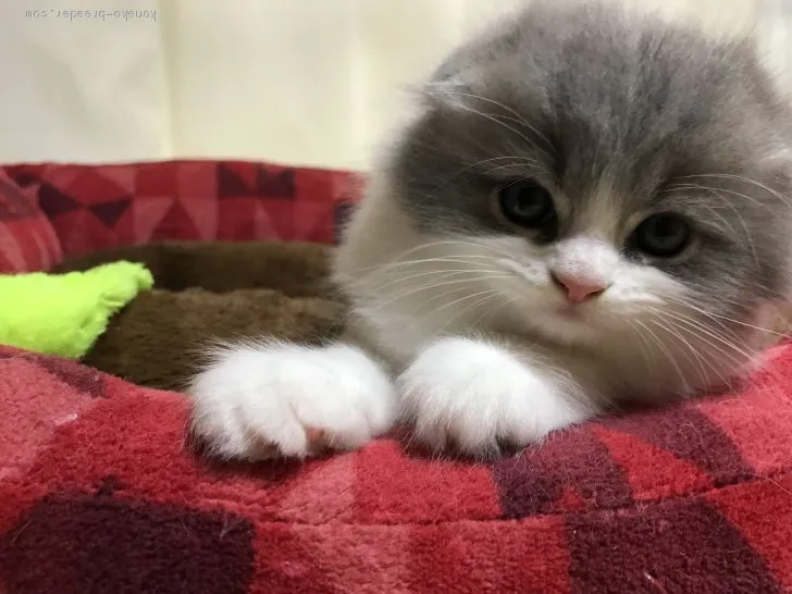 n 様のお迎えした子猫