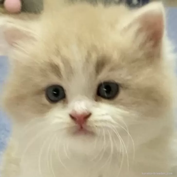 ID：2405-01695の子猫